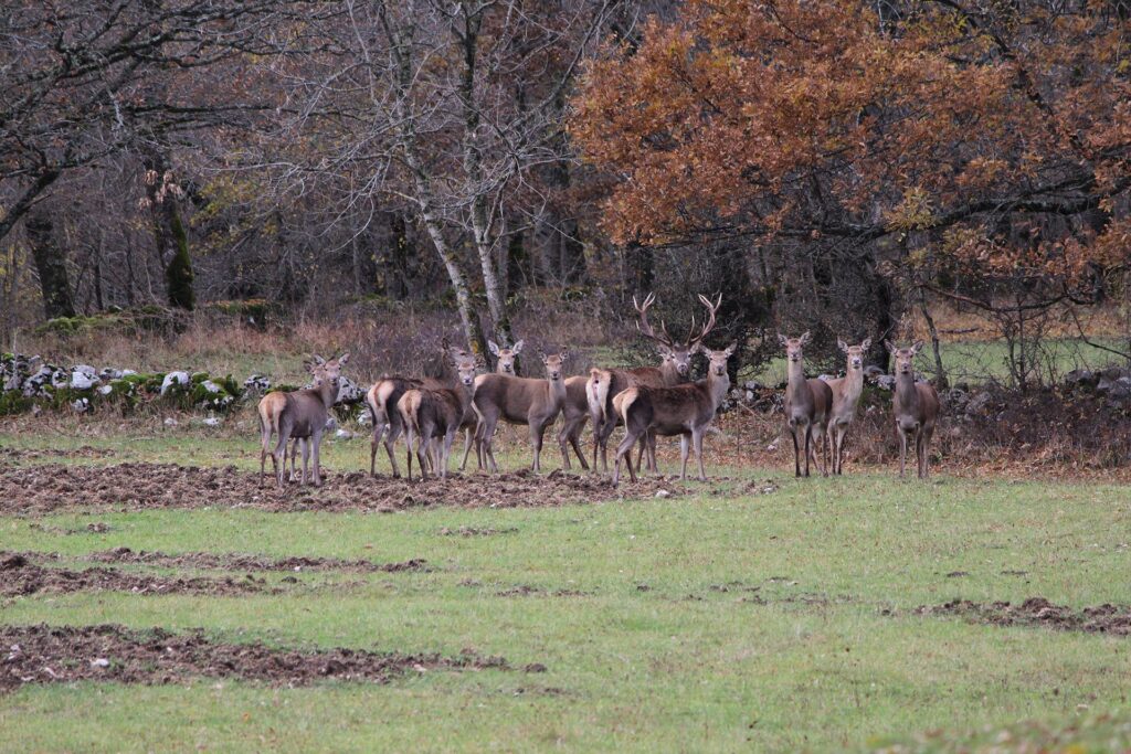 📷 Fauna Parco – Avvistamento di cervi e lupi nel Parco Nazionale d’Abruzzo, Lazio e Molise.