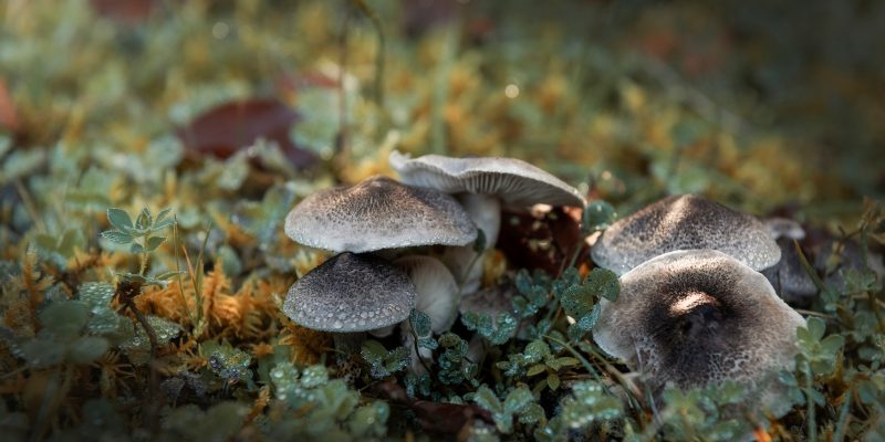 I colori dell’Autunno - 10° concorso di fotografia estemporanea